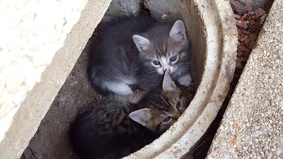 Illustration : "Suite à des travaux, des chats errants expulsés du vide sanitaire qu’ils occupaient jusqu’alors : l’immeuble installe un « chat-LM »"