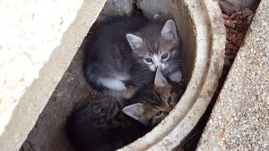 Illustration : Suite à des travaux, des chats errants expulsés du vide sanitaire qu’ils occupaient jusqu’alors : l’immeuble installe un « chat-LM »
