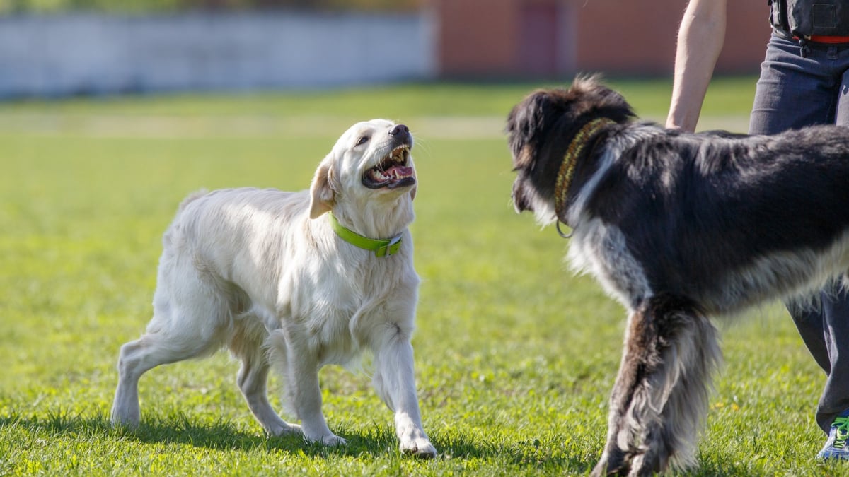 Illustration : "Pourquoi mon chien aboie sur les autres chiens ?"