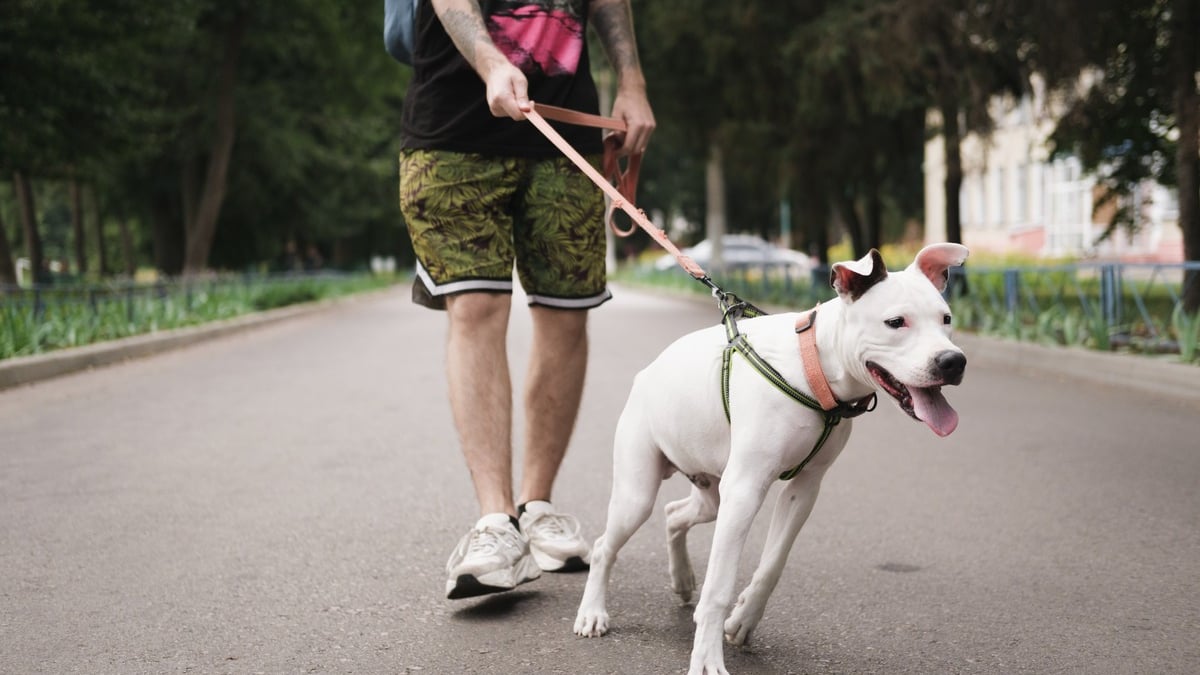 Votre chien tire en laisse ? Découvrez nos méthodes. - Blog Ultra