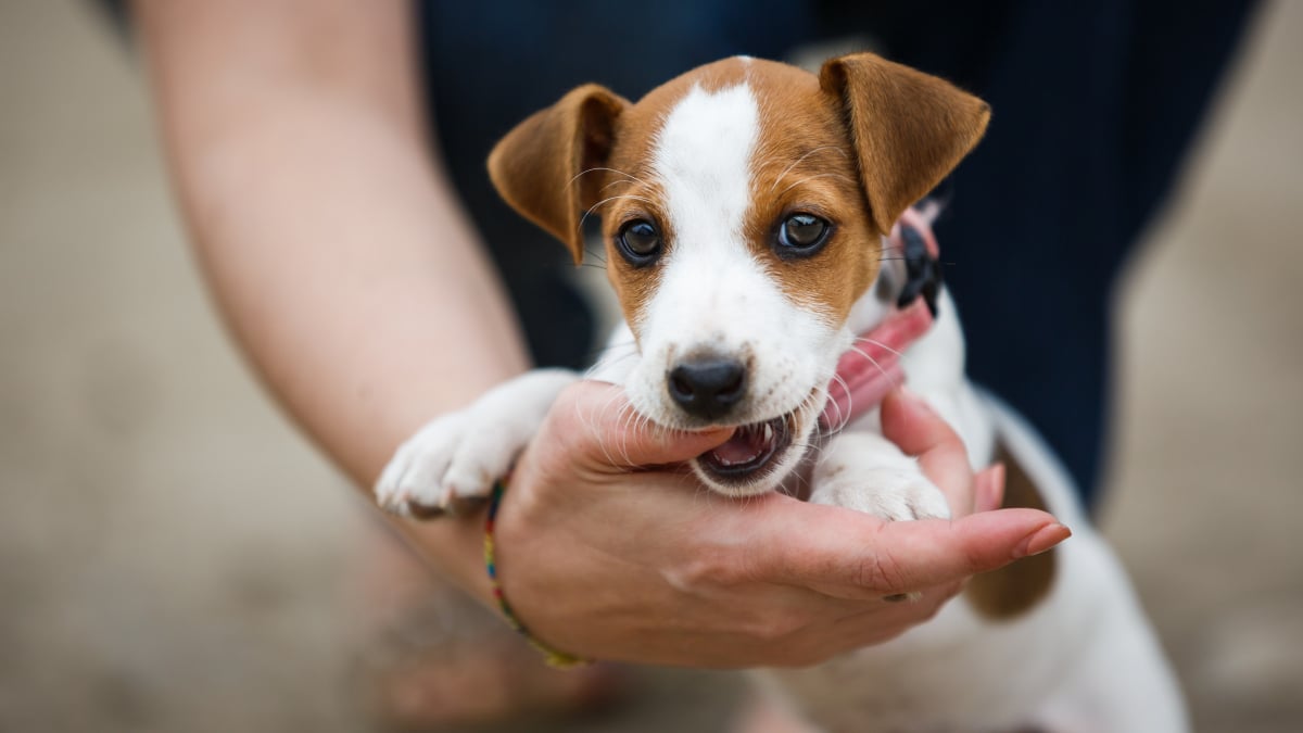 Illustration : "Pourquoi mon chiot me mordille les mains ?"