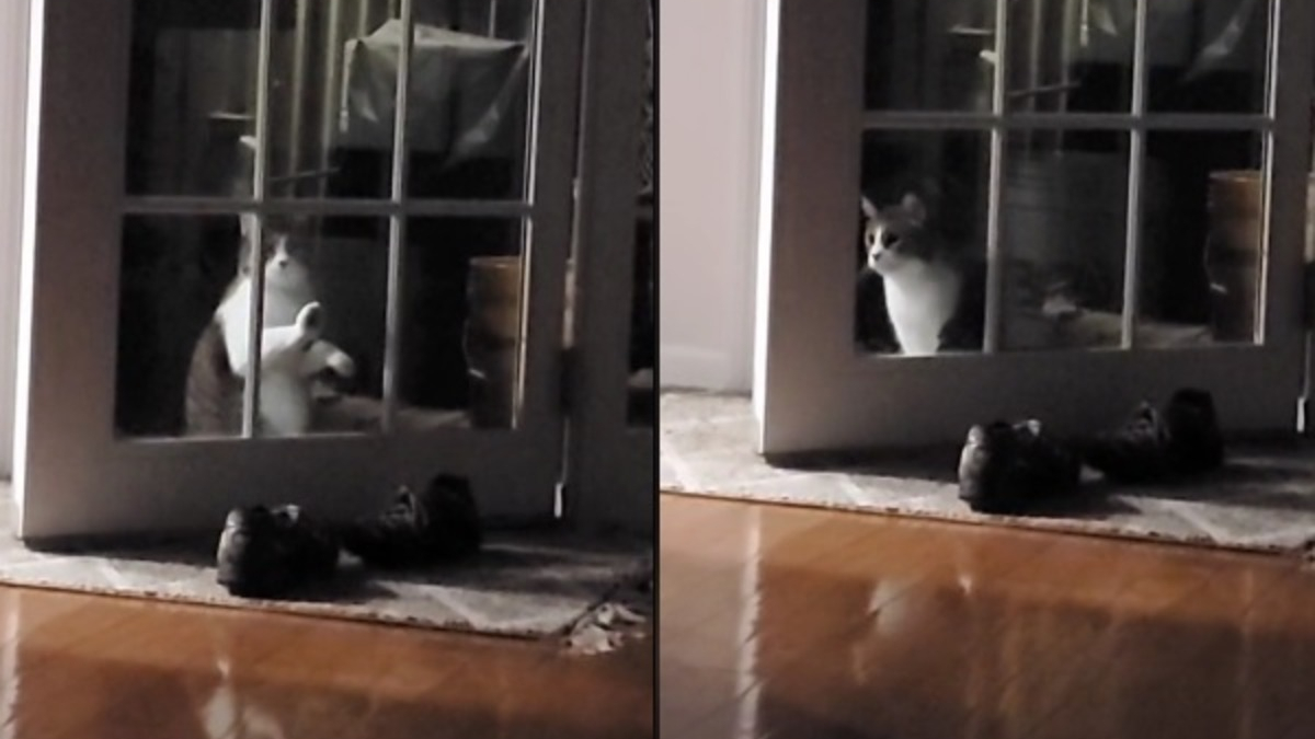 Illustration : "L'hilarante réaction d'un chat se rendant compte qu'il était déjà à l'intérieur alors qu'il suppliait son humain de le laisser entrer (vidéo)"