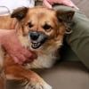 Illustration : Pourquoi mon chien grogne-t-il ?