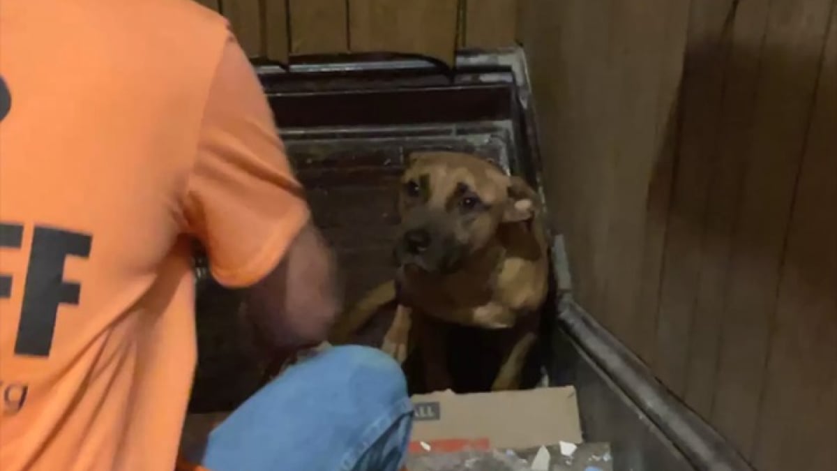 Illustration : "Freon, un jeune chien abandonné dans une cage d’escalier, voit des personnes lui venir en aide après 2 semaines d’enfer (vidéo)"