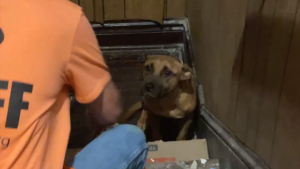 Illustration : Freon, un jeune chien abandonné dans une cage d’escalier, voit des personnes lui venir en aide après 2 semaines d’enfer (vidéo)