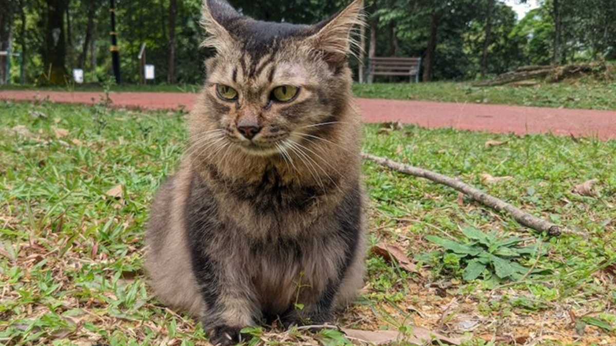 Illustration : "Ce chat sénior ne manquerait ses promenades au parc avec son humain sous aucun prétexte"