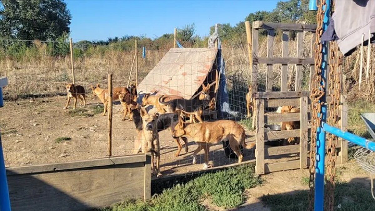 Illustration : "53 chiens subissant des conditions de vie déplorables saisis près de Toulouse : le maître jugé en comparution immédiate"