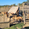 Illustration : 53 chiens subissant des conditions de vie déplorables saisis près de Toulouse : le maître jugé en comparution immédiate