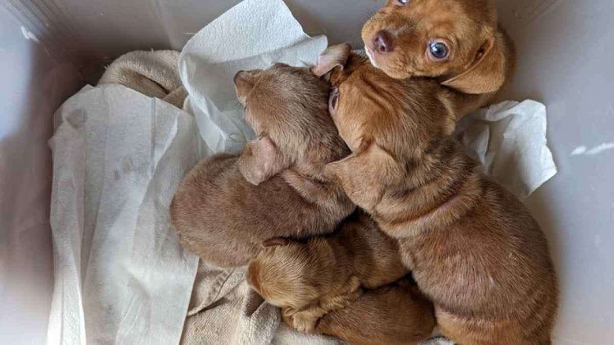 Illustration : "5 chiots abandonnés devant la porte d’une maison pris en charge par une association qui œuvre pour leur bien-être"