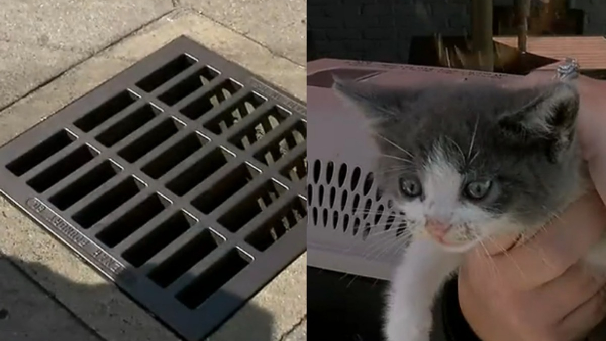 Illustration : "Devant le sauvetage quasi impossible d'un chaton coincé dans un égout, une bénévole refuse de baisser les bras et fait preuve d'astuce"