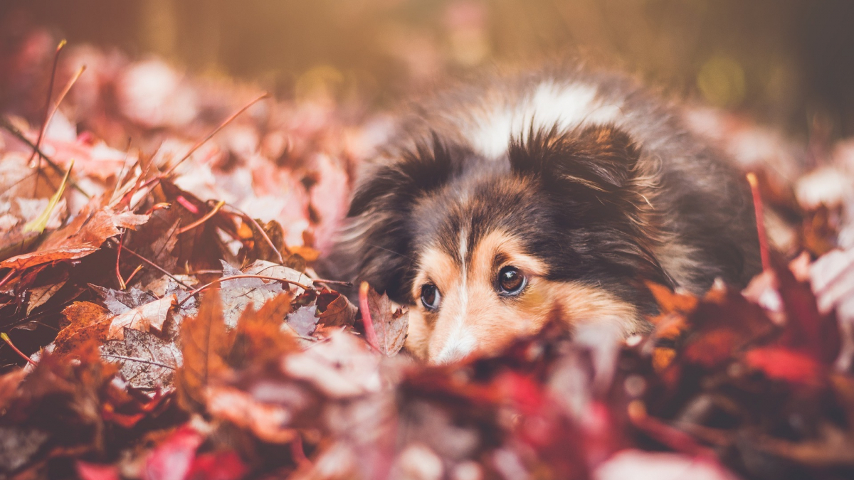 Illustration : "En automne, attention aux dangers du jardin qui menacent votre animal de compagnie !"