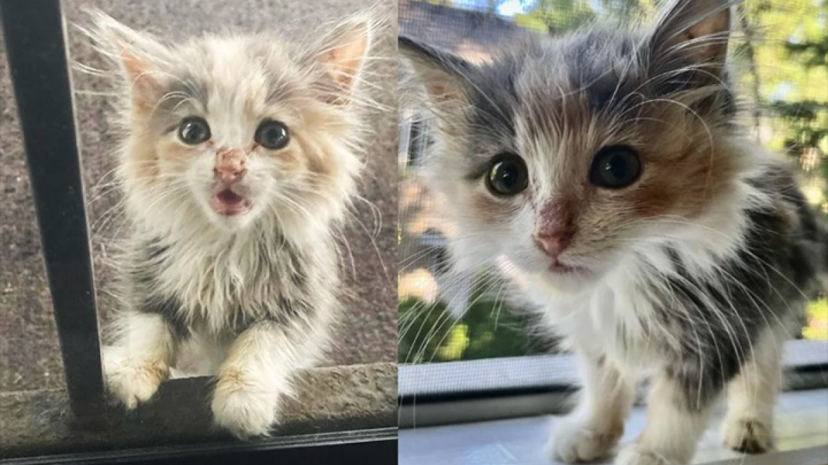 Illustration : "Une chatonne errante vient littéralement frapper à la porte d’une maison pour obtenir l’aide dont elle a besoin"