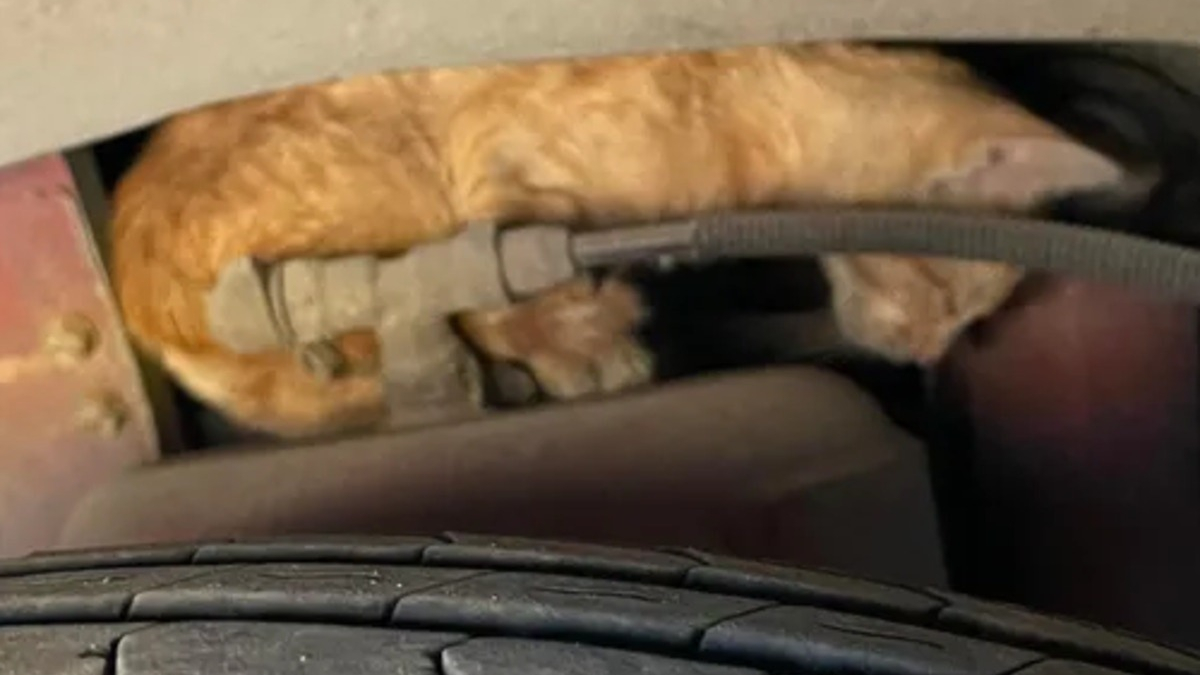 Illustration : "Un passant découvre un chaton coincé dans le moteur d’un bus et passe des heures à tenter de le libérer"