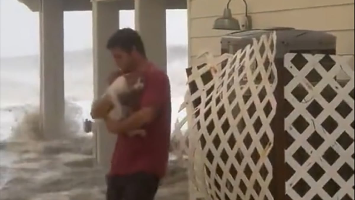 Illustration : "La vidéo d’un homme qui sauve un chat en péril durant la montée des eaux de la tempête Ian"