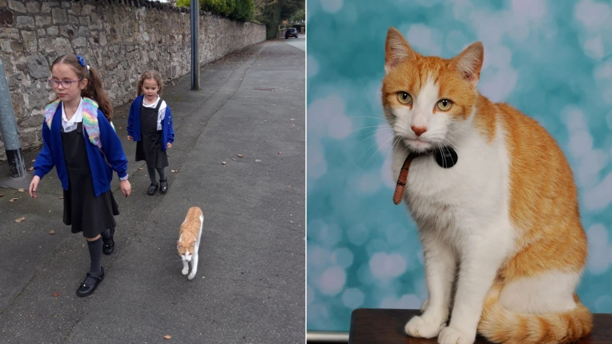 Illustration : "Ce chat habitué à suivre ses jeunes maîtresses à l'école y a désormais son propre portrait"