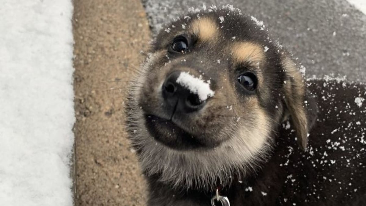 Illustration : "18 photos craquantes de jeunes Bergers Allemands rappelant qu'il est impossible de résister au charme de ces chiots"