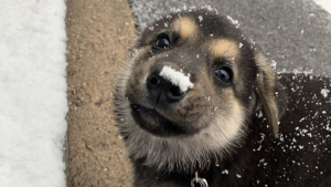 Illustration : 18 photos craquantes de jeunes Bergers Allemands rappelant qu'il est impossible de résister au charme de ces chiots