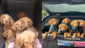 Illustration : "Les 7 bébés Labrador Retriever qui avaient été abandonnés au bord d’une route deviendront des chiens de détection pour la police britannique"