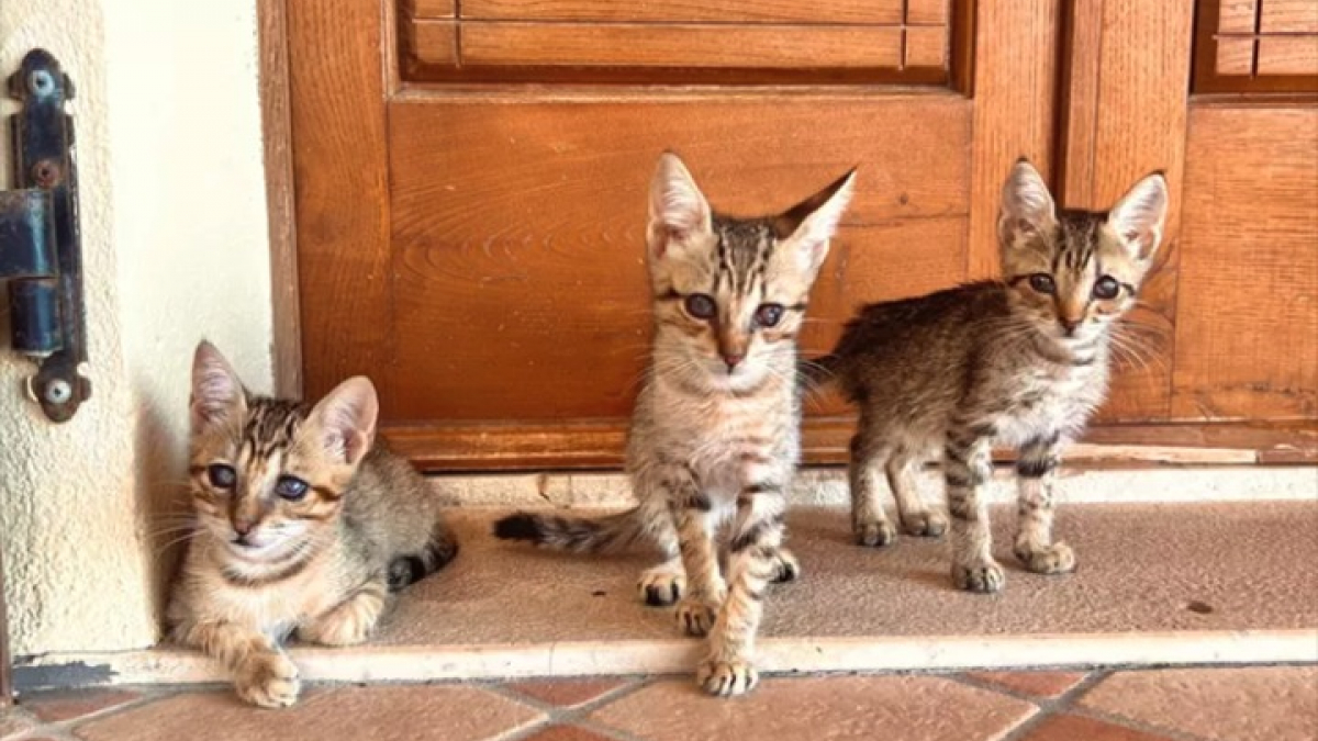 Illustration : "Un couple de Canadiens en vacances en Italie sauve 3 chatons et souhaite désormais les rapatrier chez eux"