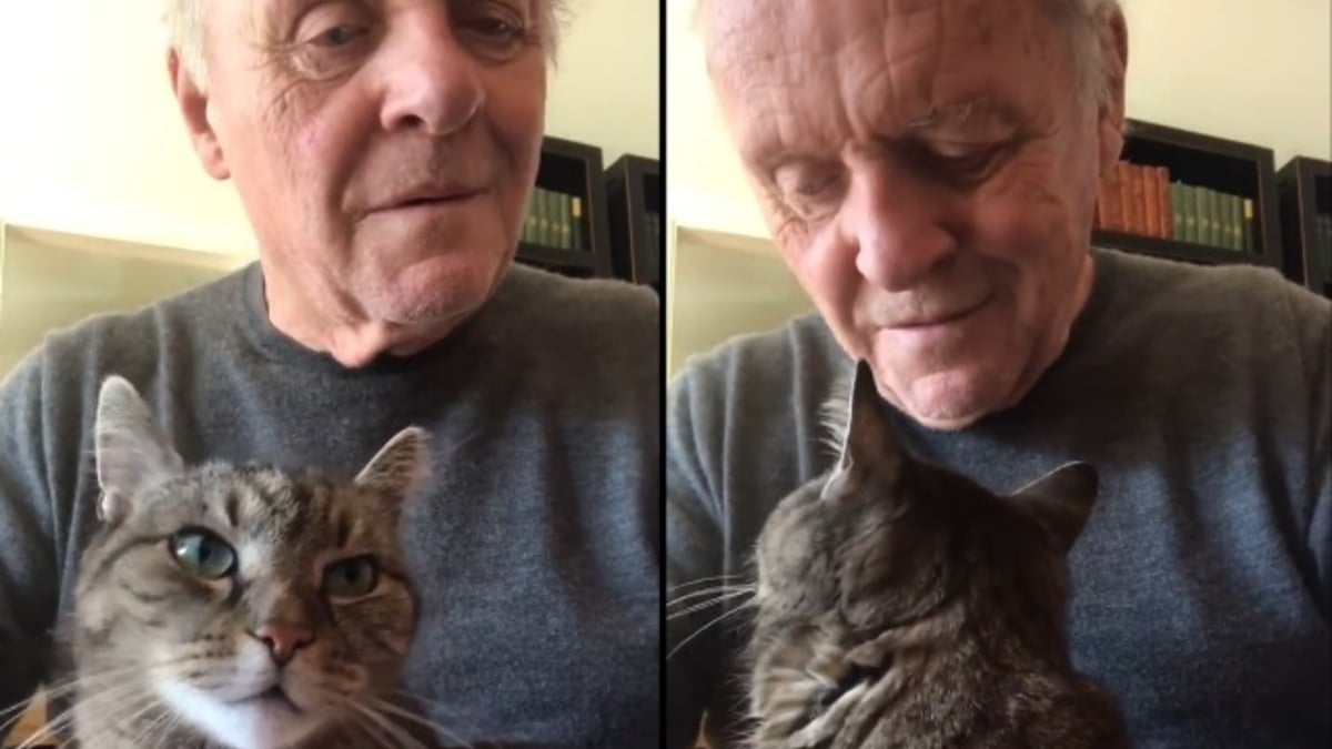 Illustration : "L'acteur Anthony Hopkins rend un émouvant hommage en musique à son chat décédé (vidéo)"