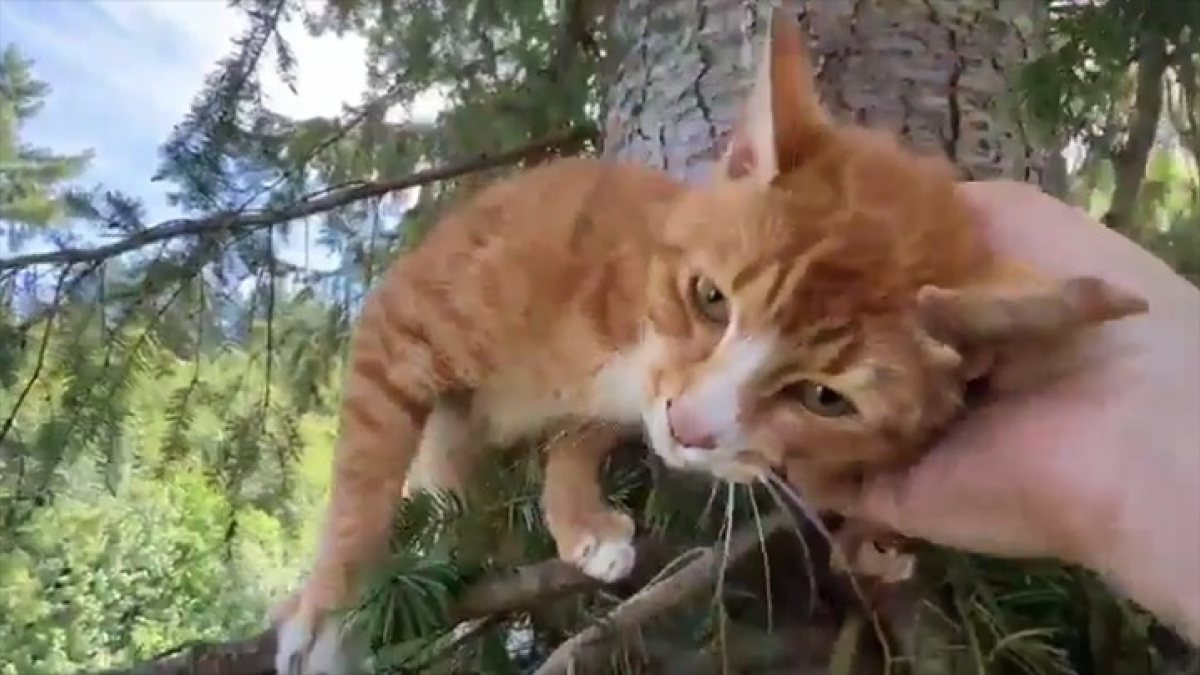 Illustration : "Ce chat perché à plus de 22 mètres haut dans un sapin est manifestement très heureux de voir un élagueur venir à son secours (vidéo)"