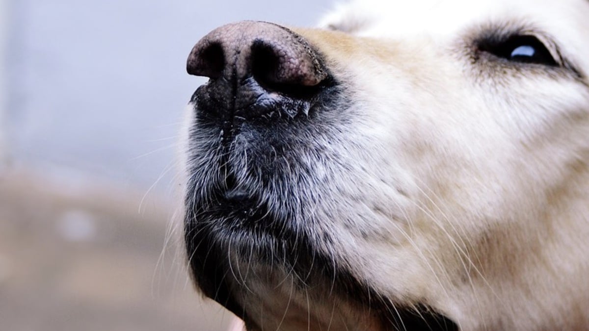 Illustration : "La Touche Animale, épisode 7 : les chiens de détection médicale, comment ça marche ?"