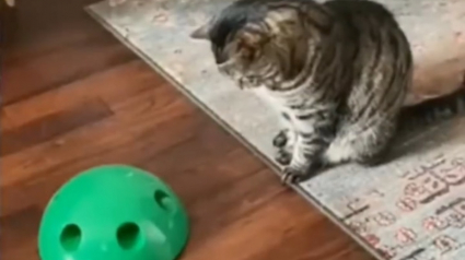 Illustration : La réaction hilarante d'un chat découvrant le nouveau jouet offert par sa famille (vidéo)