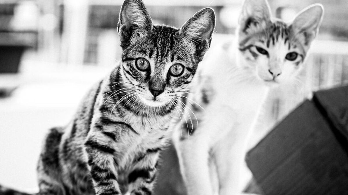 Illustration : "14 photos en noir et blanc de chats errants au regard envoûtant"