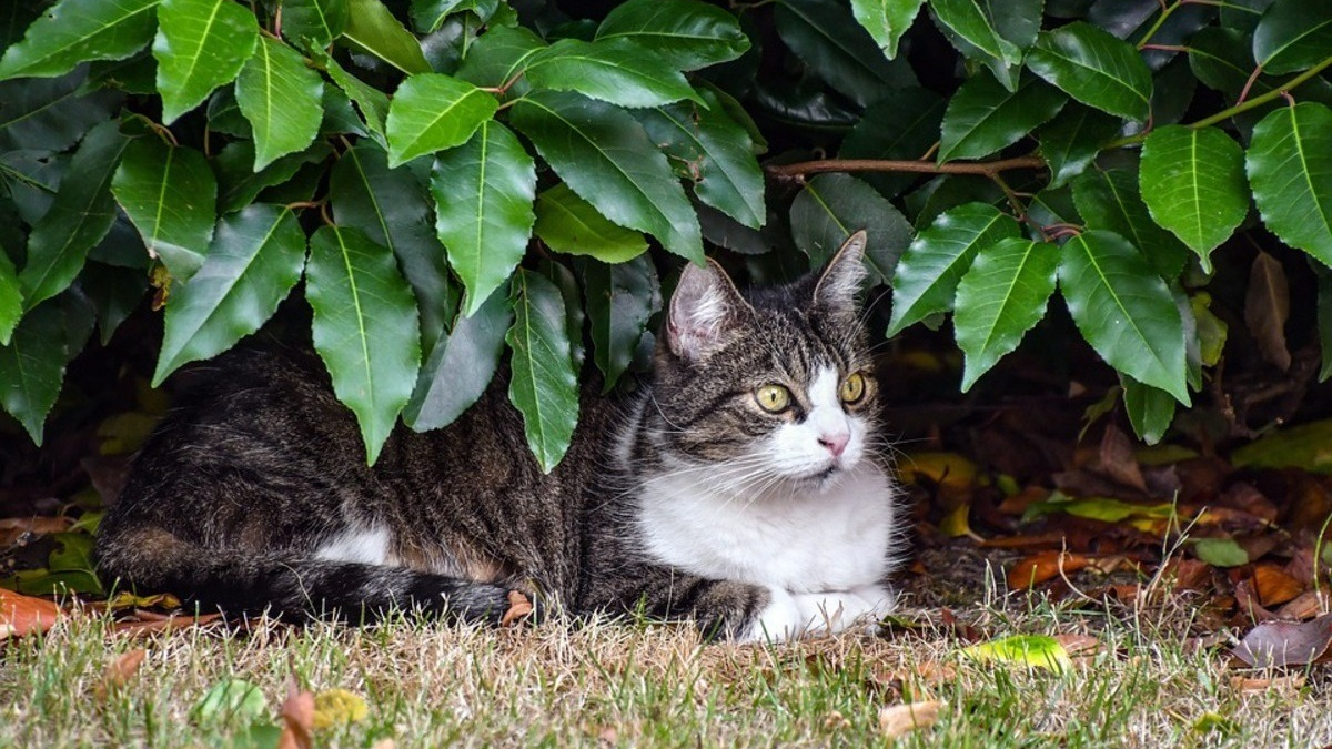 Illustration : "Disparue un an plus tôt, une chatte refait surface à 45 km de chez elle"