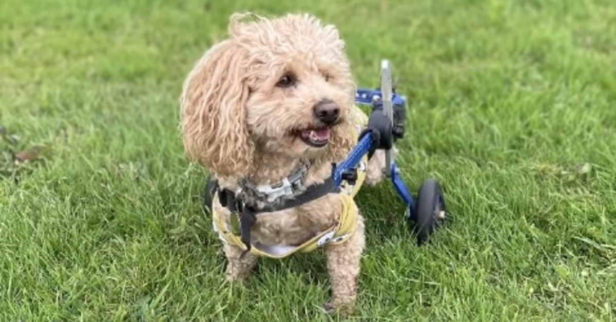 Rescued from the slaughterhouse, this paralyzed dog now spends his days
