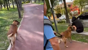 Illustration : Séparée de son chien pendant 6 mois, elle lui réserve une surprise à son retour (vidéo)
