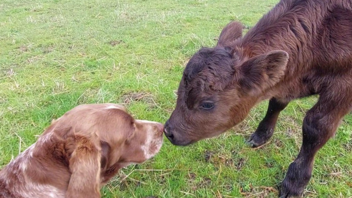 Illustration : "11 photos touchantes d'animaux amis bien qu'appartenant à des espèces différentes"