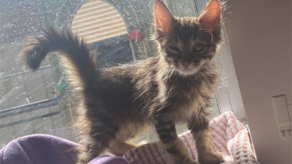 Illustration : Ce chaton perdu et apeuré a fait une belle frayeur à ses sauveteurs en sautant de 10 mètres de haut : un pompier le rattrape in extremis