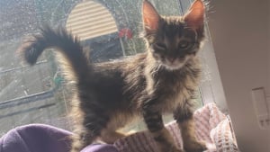 Illustration : Ce chaton perdu et apeuré a fait une belle frayeur à ses sauveteurs en sautant de 10 mètres de haut : un pompier le rattrape in extremis