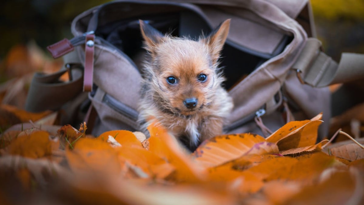 Illustration : "20 photos de chiens dont la joie de vivre est exacerbée par l'atmosphère particulière de l'automne"