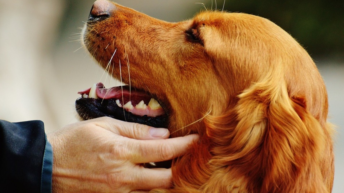 Illustration : "Caresser votre chien vous fait du bien à vous aussi, une étude le confirme"