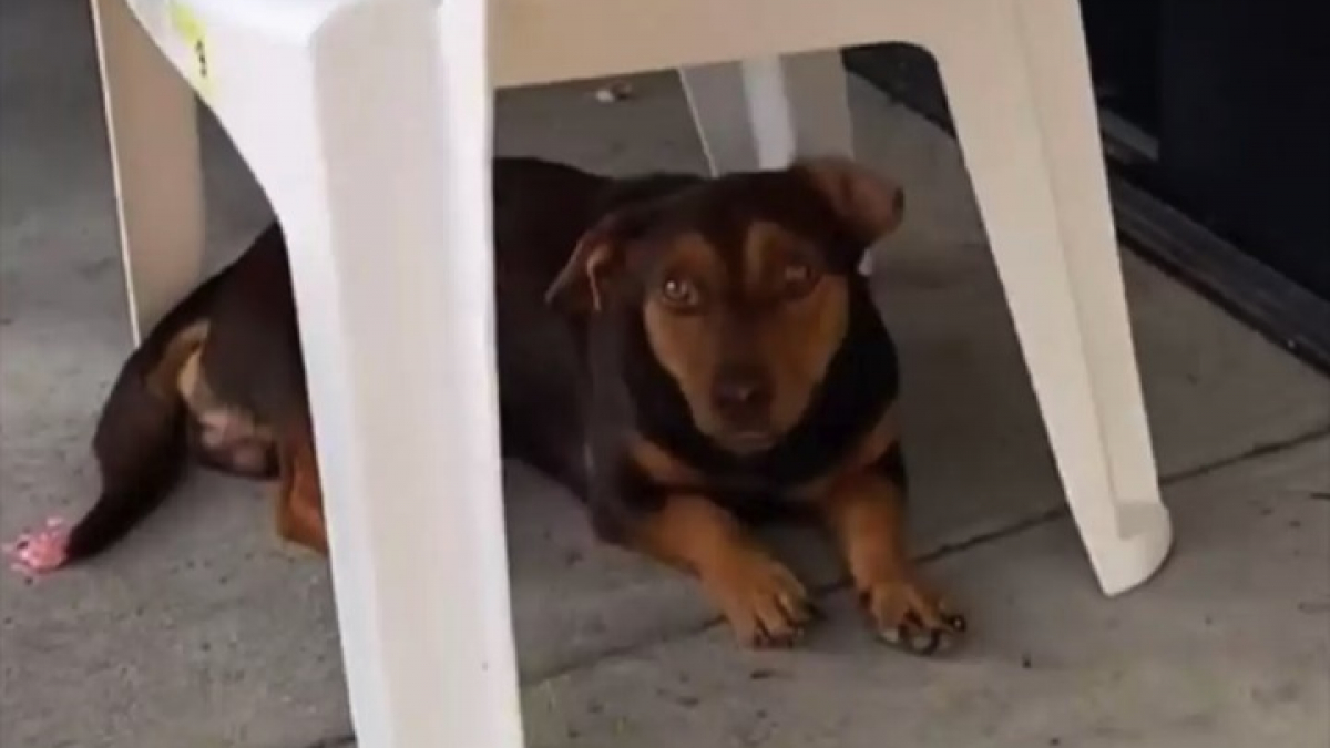 Illustration : "Un chien abandonné attend 3 semaines devant un magasin qu’on lui vienne en aide jusqu’à ce qu’il rencontre enfin la femme qui allait changer sa vie (vidéo)"