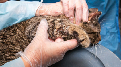 Illustration : 19 chats sauvés en piteux état d’un appartement insalubre : l’association appelle à la solidarité