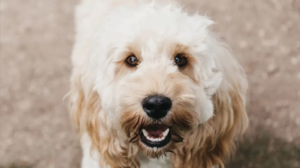 Illustration : "Cette chienne anciennement exploitée dans un élevage peu scrupuleux n’arrête pas de sourire même si elle attend toujours ses adoptants (vidéo)"