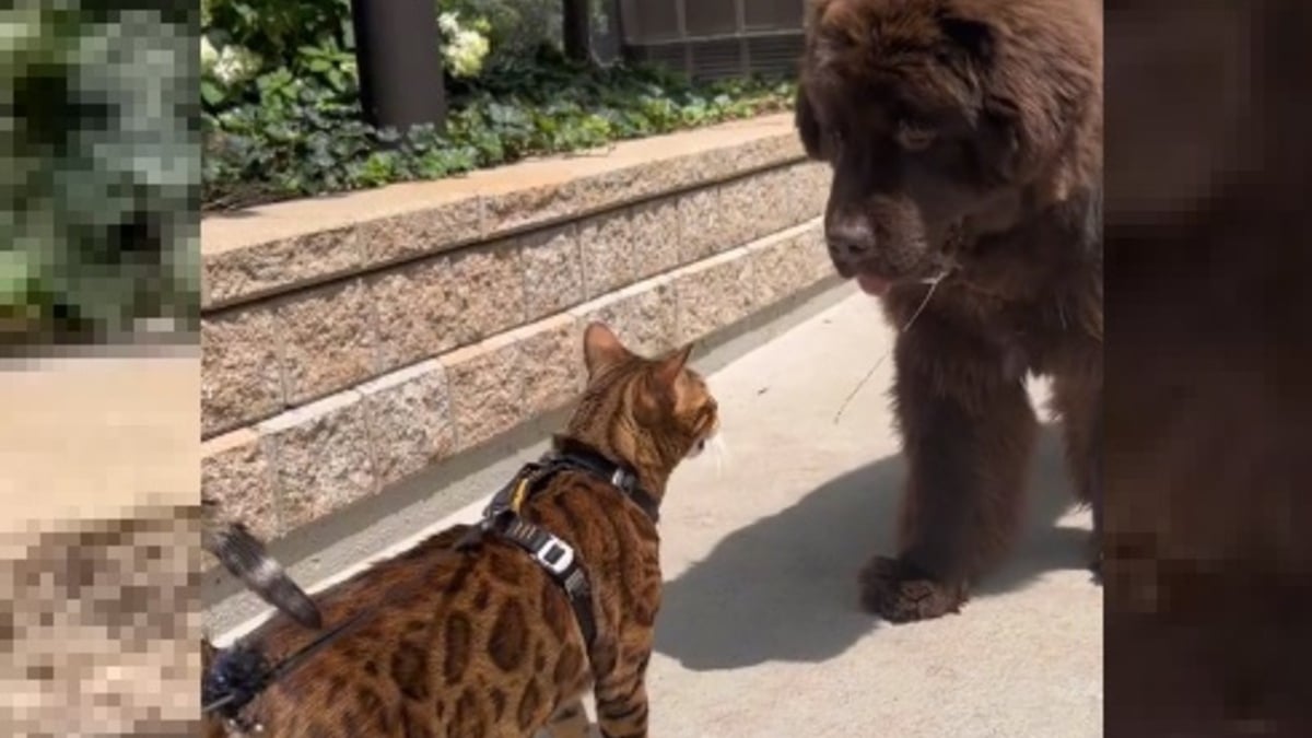 Illustration : "Ce chat Bengal n'a pas peur des gros chiens et devient même leur ami (vidéo)"