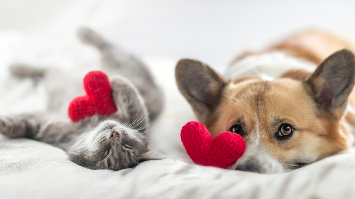 Illustration : "8 idées cadeaux qui feront fondre le cœur de votre chien ou chat à Noël"