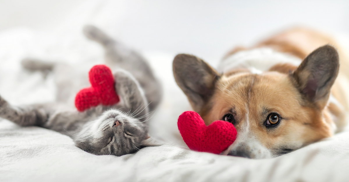 8 Idees Cadeaux Qui Feront Fondre Le Cœur De Votre Chien Ou Chat A Noel 8 Idees Cadeaux Qui Feront Fondre Le Cœur De Votre Chien Ou Chat A Noel