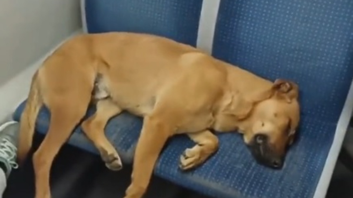 Illustration : "Un chien s'endort sur 2 sièges dans un métro plein, mais personne ne vient le déranger (vidéo)"