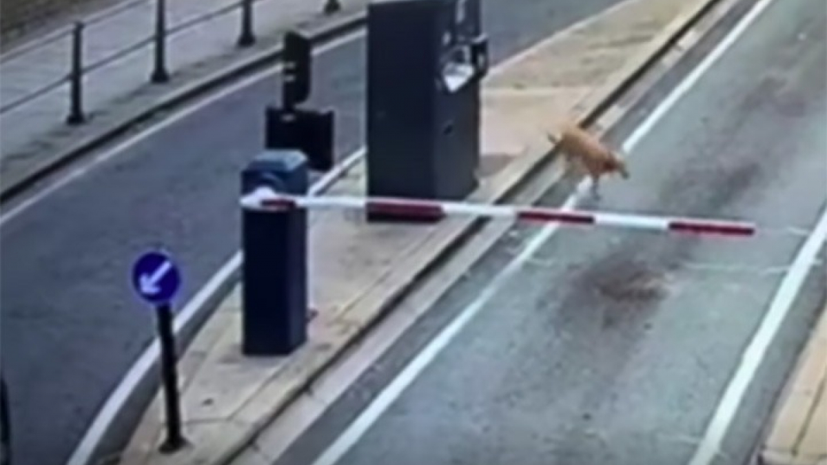 Illustration : "Après avoir perdu sa maîtresse lors d’une promenade, ce chien parcourt seul 8 kilomètres pour rentrer chez lui (vidéo)"