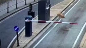 Illustration : "Après avoir perdu sa maîtresse lors d’une promenade, ce chien parcourt seul 8 kilomètres pour rentrer chez lui (vidéo)"