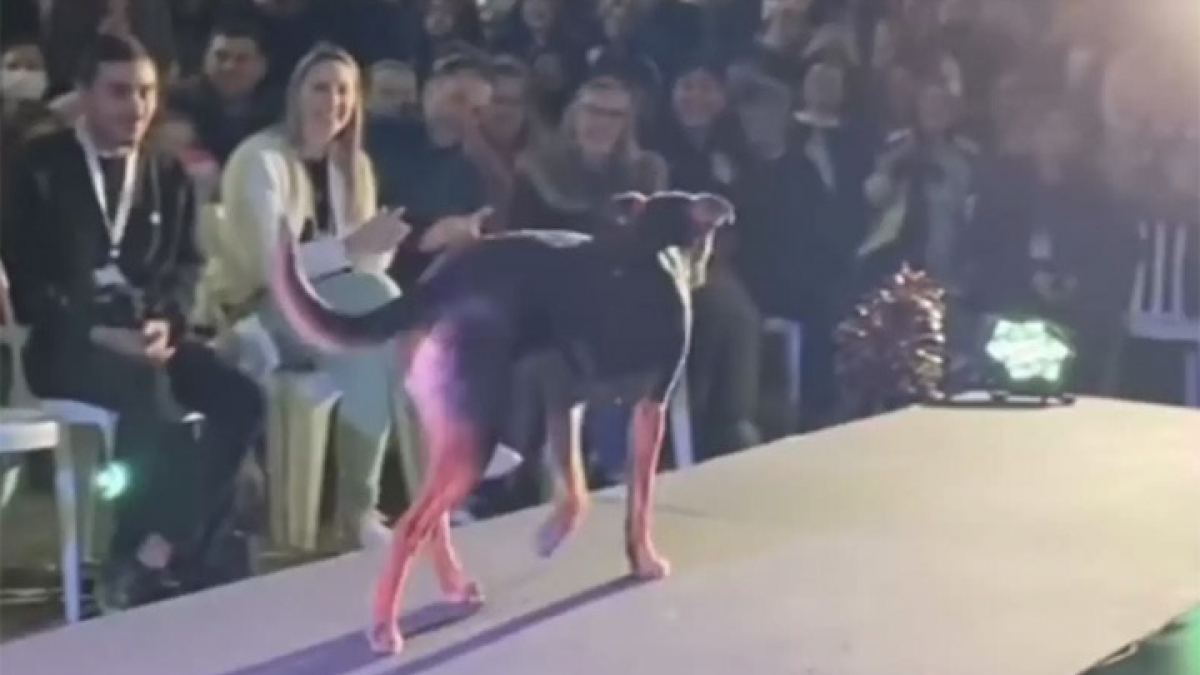 Illustration : "Un chien vole la vedette à un concours de beauté en déambulant sur le podium comme un professionnel (vidéo)"