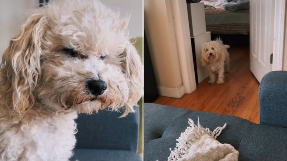 Illustration : "Le regard noir que lance ce chien à son frère après une petite dispute n'en finit pas d'amuser les internautes (vidéo)"