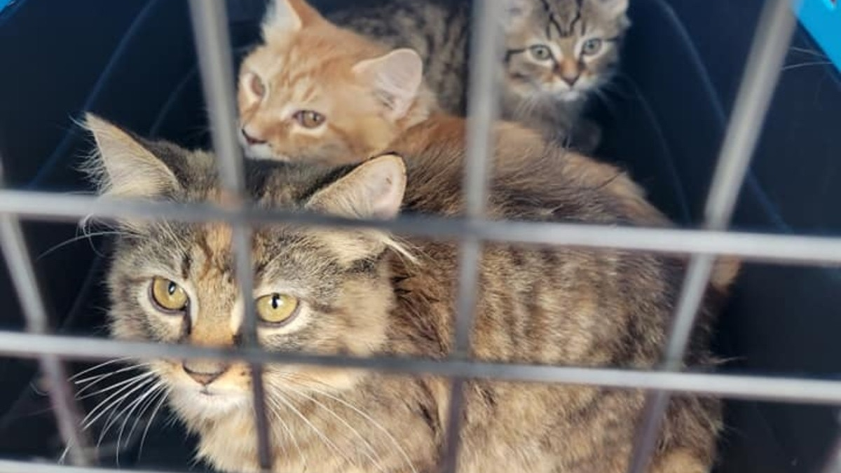 Illustration : "Des bénévoles se mobilisent pour mettre en sécurité des dizaines de chats devenus errants après une expulsion "