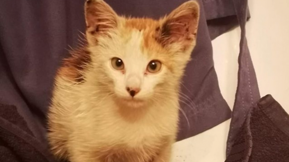 Illustration : "Une jeune chatte saute à bord d'un navire marchand sans savoir qu'il le mènerait à l'autre bout de la Méditerranée"