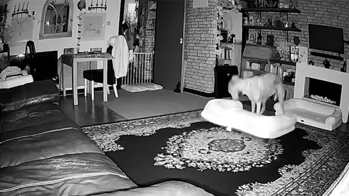 Illustration : "Cette chienne a été filmée en train de se créer un lit double : ses maîtres en sont restés bouche bée (vidéo)"